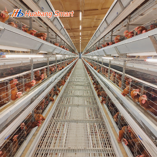 Battery Cages For Poultry Chicken Layer